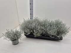 Leucophyta Brownii 10Ø 18cm