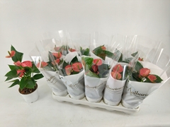 Anthurium Livium Red 12Ø 40cm