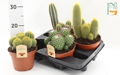 Cactus Mix 15Ø 16cm