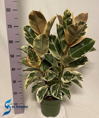 Ficus Tineke 21Ø 90cm