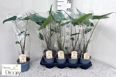 Alocasia Zebrina 14Ø 60cm