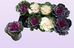 Brassica Oleracea 13Ø 20cm