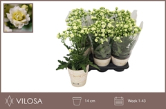 Kalanchoe Double Sunny White 14Ø 40cm