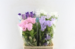 Campanula Medium Mix 70cm