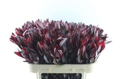 Leucadendron Safari Sunset 70cm