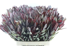 Leucadendron Safari Sunset 80cm