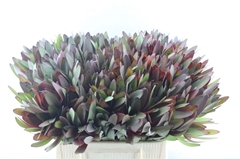 Leucadendron Safari Sunset 40cm