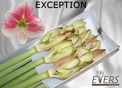 Hippeastrum Exception 80cm
