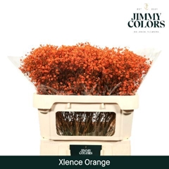 Gypsophila Painted Xlence Orange 70cm 20gr.