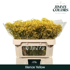 Gypsophila Painted Xlence Yellow 70cm 20gr.