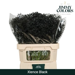 Gypsophila Painted Xlence Black 80cm 30gr.