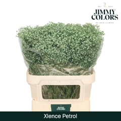 Gypsophila Painted Xlence Petrol 80cm 30gr.