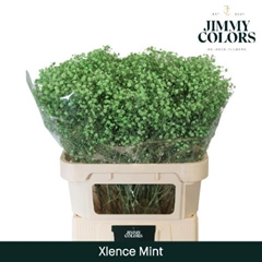 Gypsophila Painted Xlence Mint 80cm 30gr.