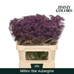 Gypsophila Painted Million Star Aubergine 80cm 30gr.