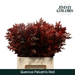 Quercus Palustris Painted Red 60cm