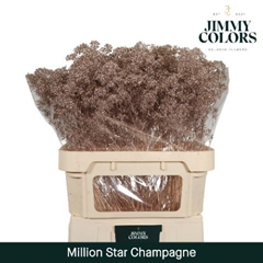 Gypsophila Painted Million Star Metallic Champagne 80cm 30gr.