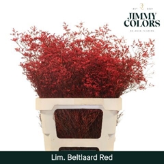Limonium Painted Beltaard Red 70cm 30gr.