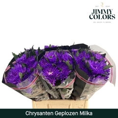 Chrysanth Single Painted Topspin Milka 70cm 70gr.