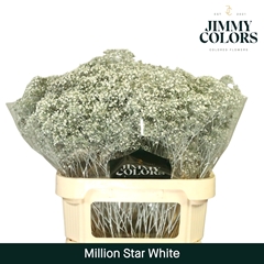 Gypsophila Painted Million Star White 80cm 30gr.