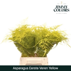 Asparagus Setaceus Painted Yellow 45cm