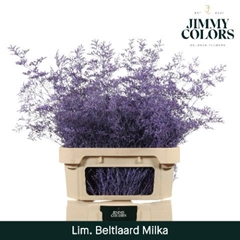Limonium Painted Beltaard Milka 90cm 50gr.