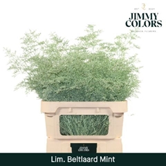 Limonium Painted Beltaard Mint 90cm 50gr.