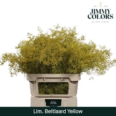 Limonium Painted Beltaard Yellow 90cm 50gr.