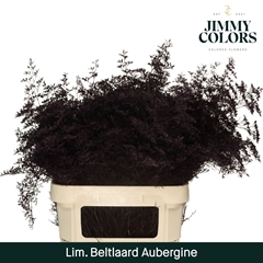 Limonium Painted Beltaard Aubergine 90cm 50gr.