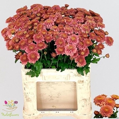 Chrysanth Spray Blenda Salmon 55cm 55gr.