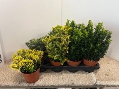 Euonymus Mix 13Ø 25cm