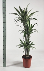 Dracaena Warneckei 24Ø 140cm