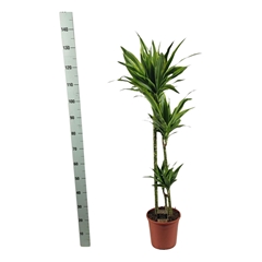 Dracaena Lemon Lime 24Ø 140cm