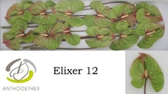 Anthurium Elixer 13cm Hd
