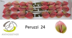 Anthurium Peruzzi 11cm Hd