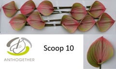 Anthurium Scoop 15cm Hd