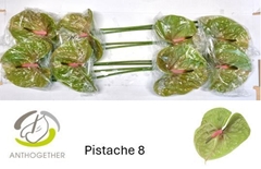 Anthurium Pistache 18cm Hd