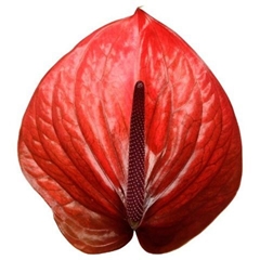 Anthurium Cantello 13cm Hd