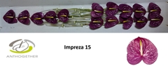 Anthurium Impreza 7cm Hd