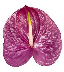 Anthurium Impreza 13cm Hd