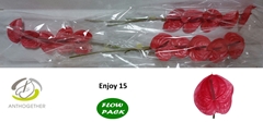 Anthurium Enjoy 7cm Hd