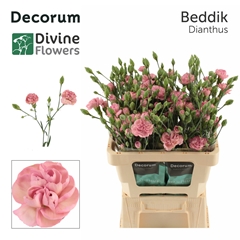 Dianthus Spray Beddik 60cm