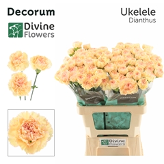 Dianthus Single Ukelele 60cm