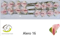 Anthurium Alero 11cm Hd