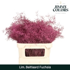 Limonium Painted Beltaard Fuchsia 90cm 50gr.