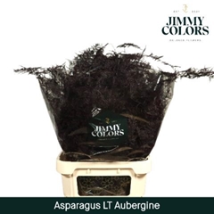 Asparagus Setaceus Painted Aubergine 80cm