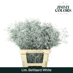 Limonium Painted Beltaard White 70cm 30gr.
