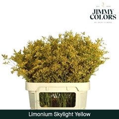 Limonium Painted Skylight Yellow 80cm 30gr.
