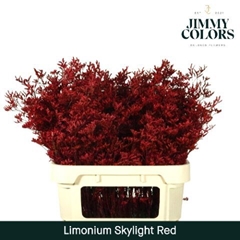 Limonium Painted Skylight Red 80cm 30gr.