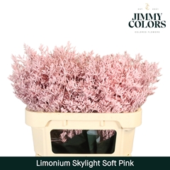 Limonium Painted Skylight Soft Pink 70cm 25gr.