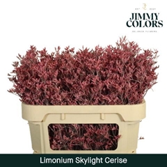 Limonium Painted Skylight Cerise 70cm 25gr.